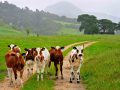 Curious calves, Rakopi, Golden Bay NZ
