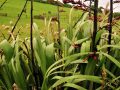 Flax and Paturau pastorale, Golden Bay NZ