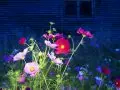 2013_DSC0708.Closeups