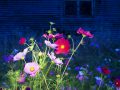 2013_DSC0708.Closeups