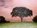 nakedearth_night_pinkeveningwithtree_2880x1800