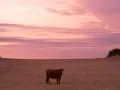 Beef on the beach, Kaihoka, Golden Bay NZ