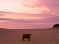 Beef on the beach, Kaihoka, Golden Bay NZ