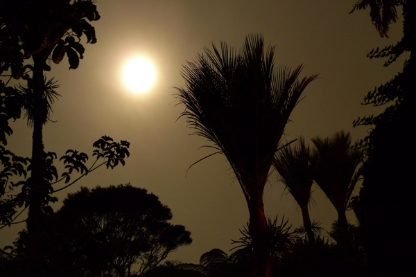 3. Waitakere nikau and the rising moon