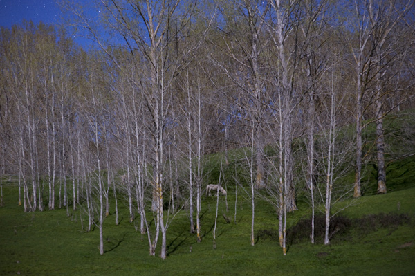 17. A grove in early spring, and a moonlight metaphor