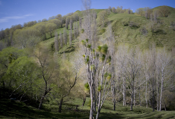 21. Wind-blown trees and a long exposure by moonlight