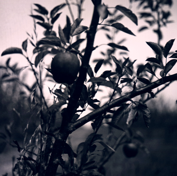 42. Neudorf apples by moonlight