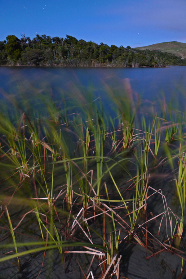 53. Lakeside reeds, Kaihoka, by moonlight