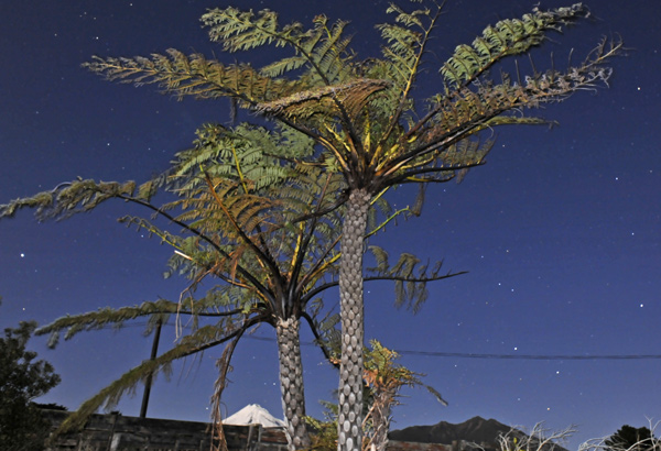 56. Tree ferns and moonlit mountain, Koru Rd