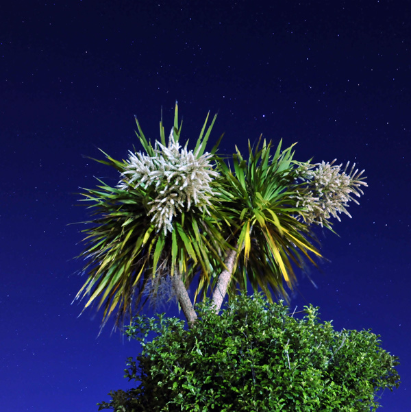 67. Ti kouka in flower against a starry night