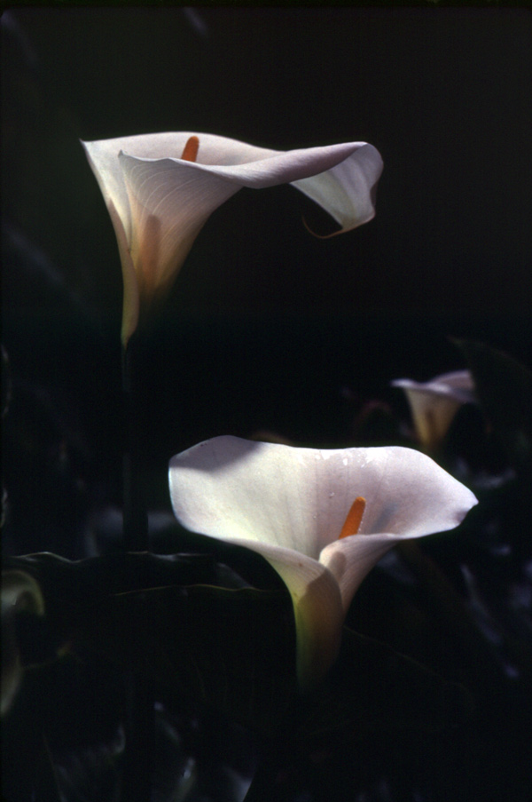 83. Lilies by moonlight at Marybank