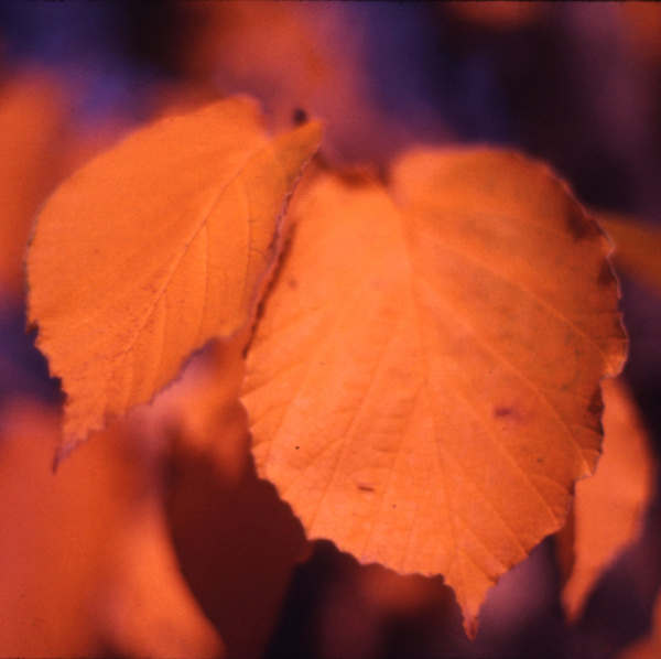 78. Apple autumn, by moonlight