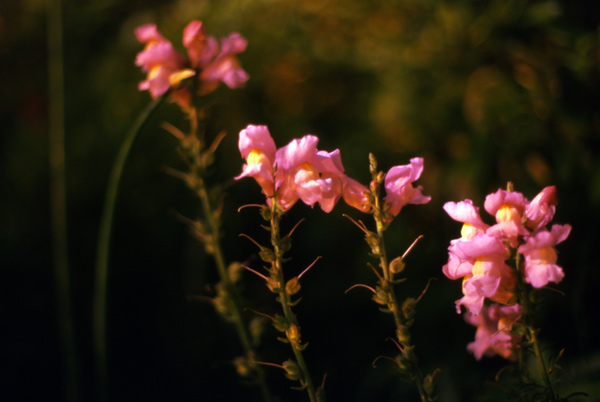 82. Moonlit snapdragons