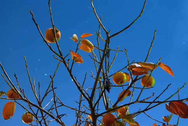 84. Night persimmons, Nelson