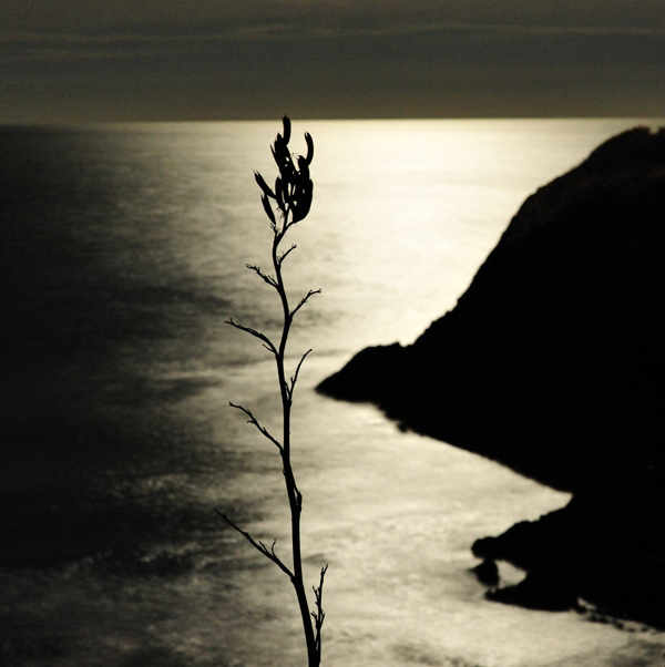 123. Silhouette in gold, Back Beach