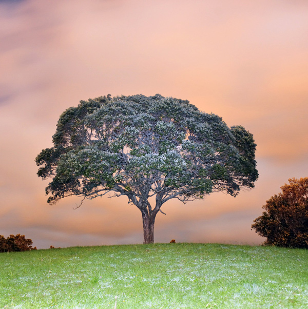 116. Suburban evening, New Plymouth