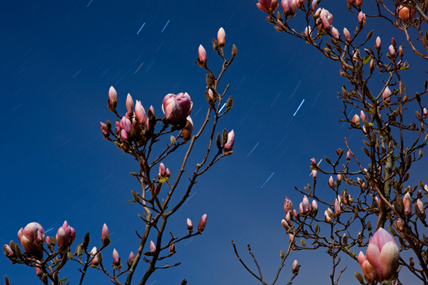 150. Moonlit magnolias
