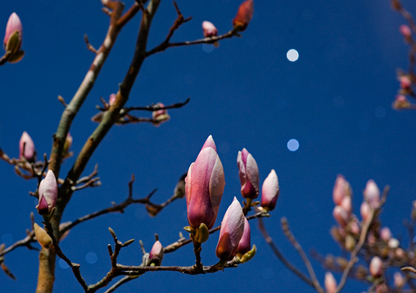 151. Magnolias by night