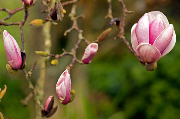 156. Magic magnolias, by moonlight