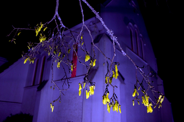 158. Night blossom in Gothic