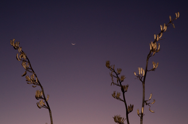 159. New moon from Paritutu, twilight