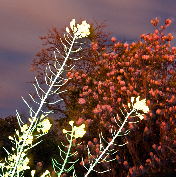 170. Some colours of spring