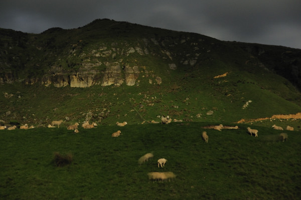 176. Paturau sheep by moonlight