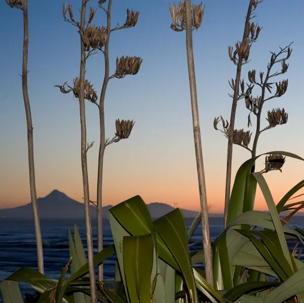 175. Mokau twilight
