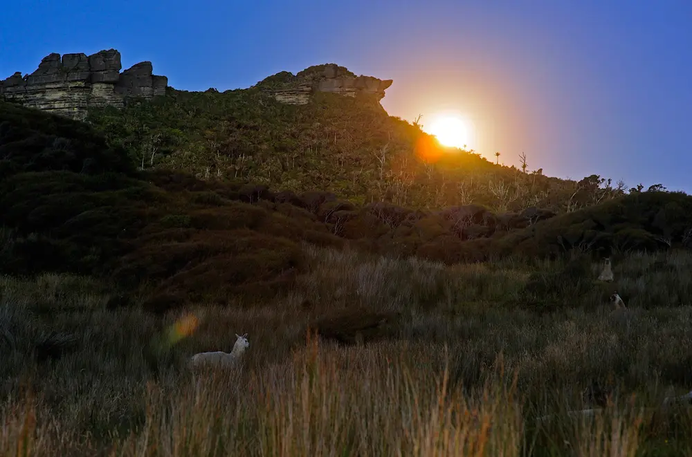 198. Moonrise with alpacas