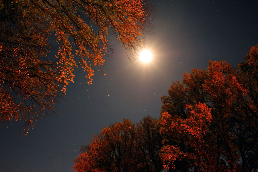 224. Autumn evening, Cheviot