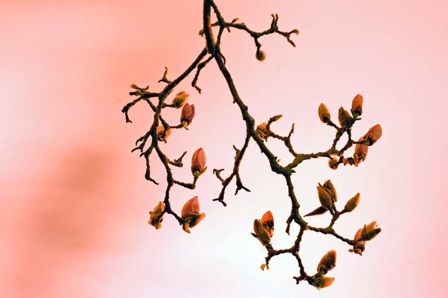 250. Magnolia buds, apricot evening