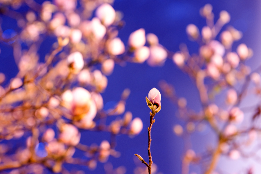 249. Magnolias at night, late winter