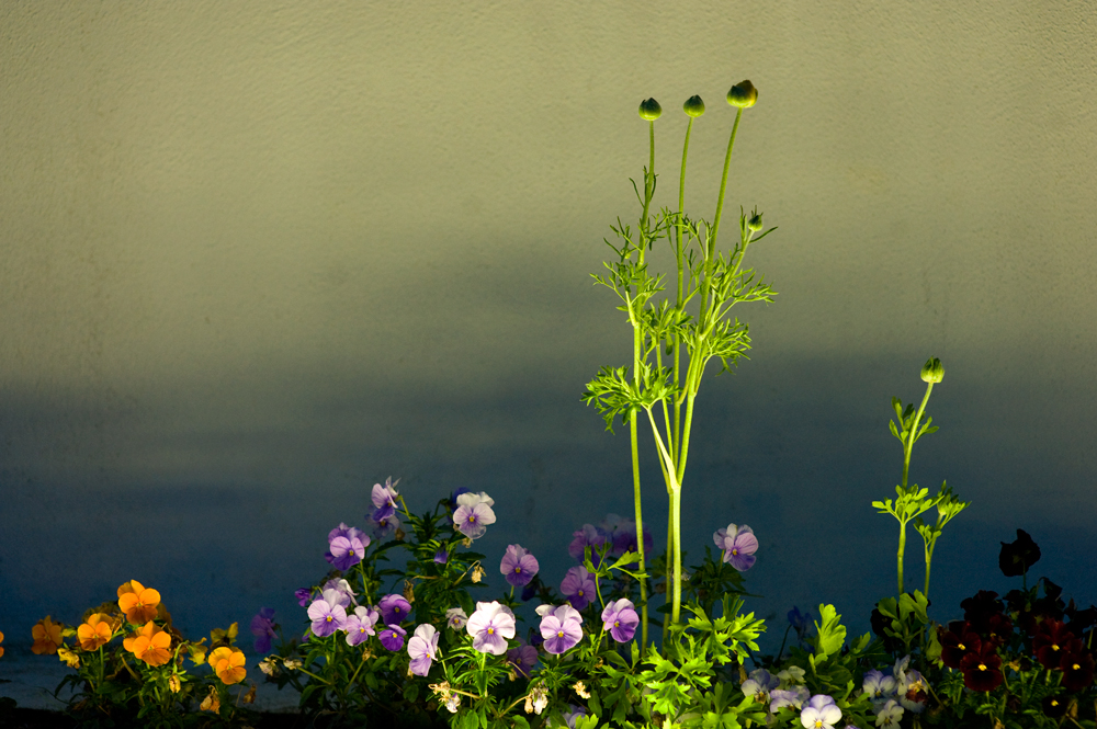 259. Temple flowers, Hamilton