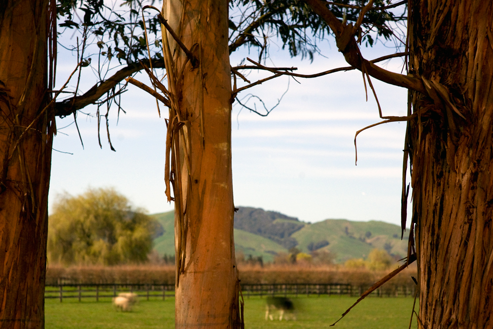 260. Moonlit gums, Cambridge