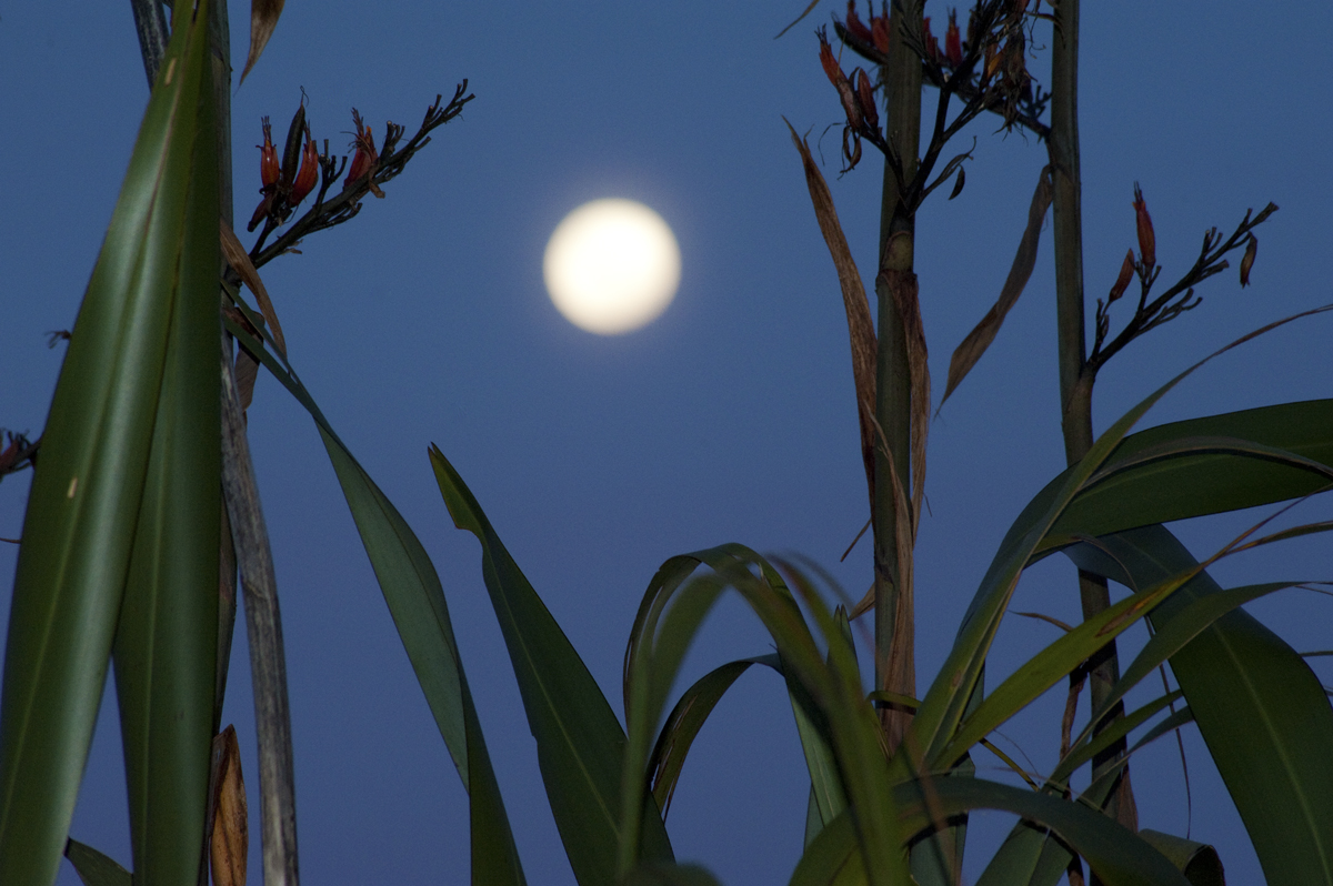 NZ flax with moonrise