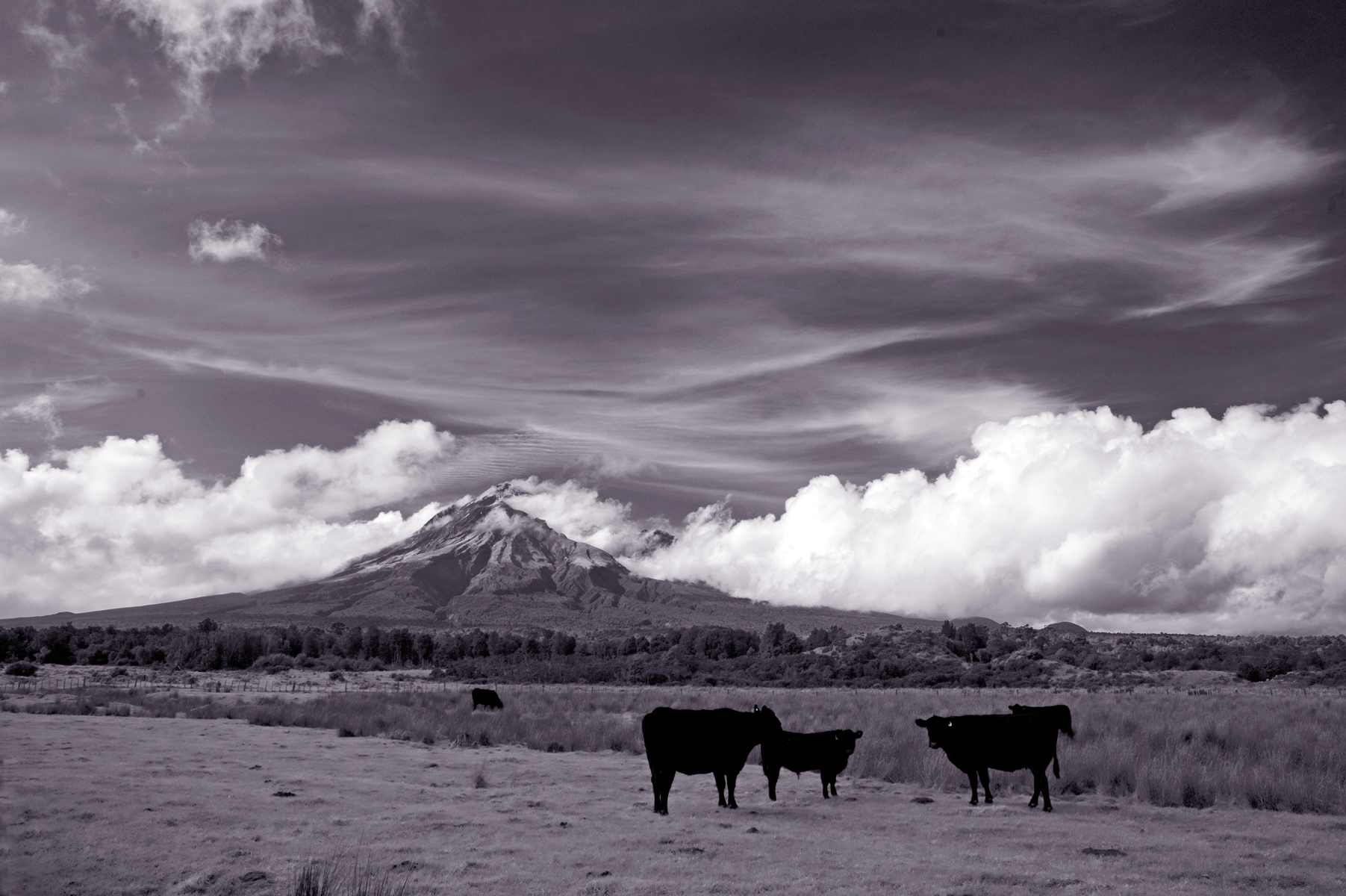 2016 Calendar: Taranaki cattle