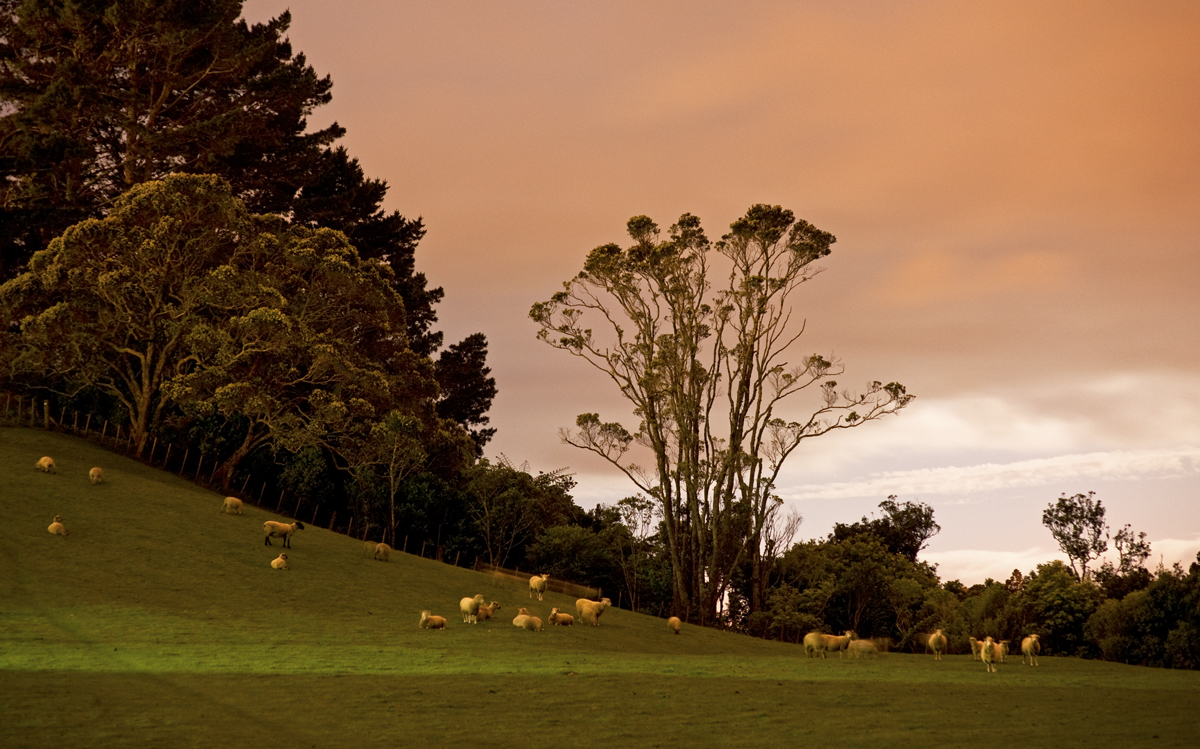 Nervous sheep in New Plymouth