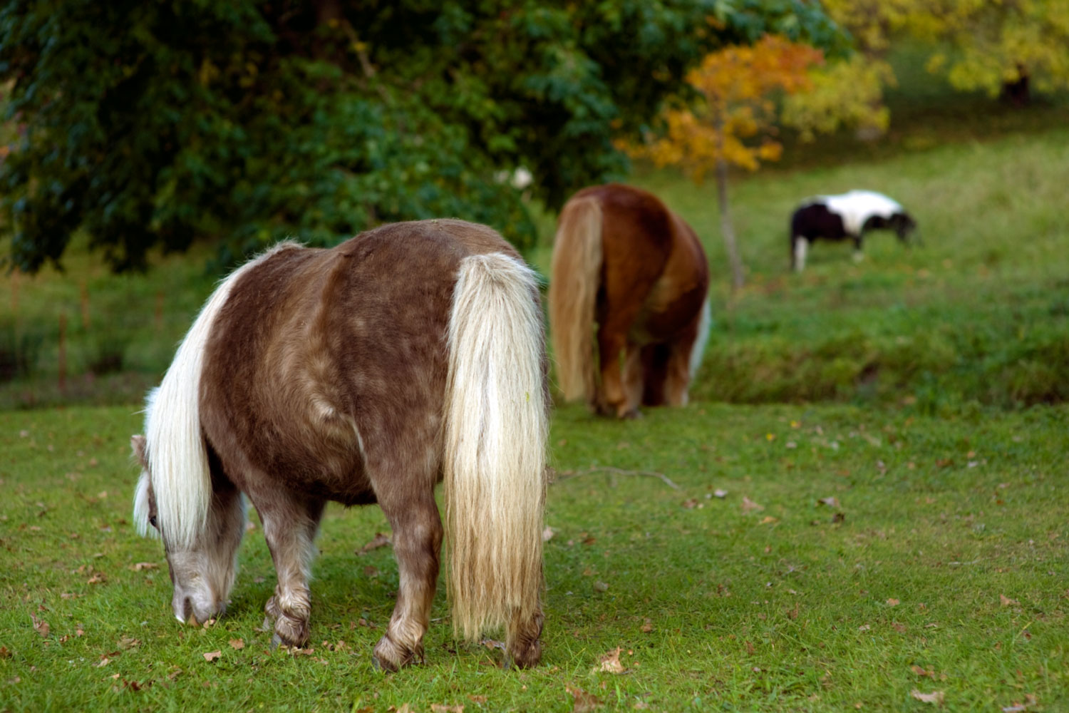 Roadside view 3: All the king’s horses