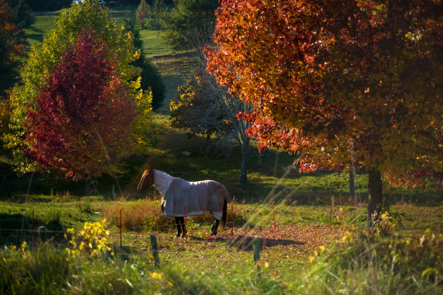 Autumnal equine moonlight