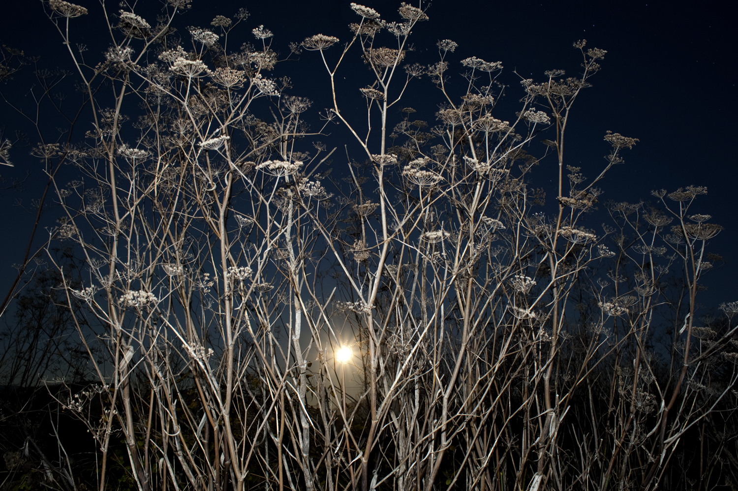 Fennel flowers with moonrise