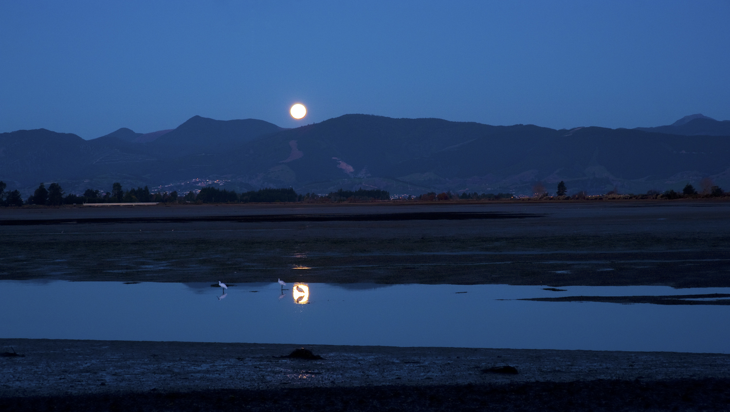 Moonrise with white herons