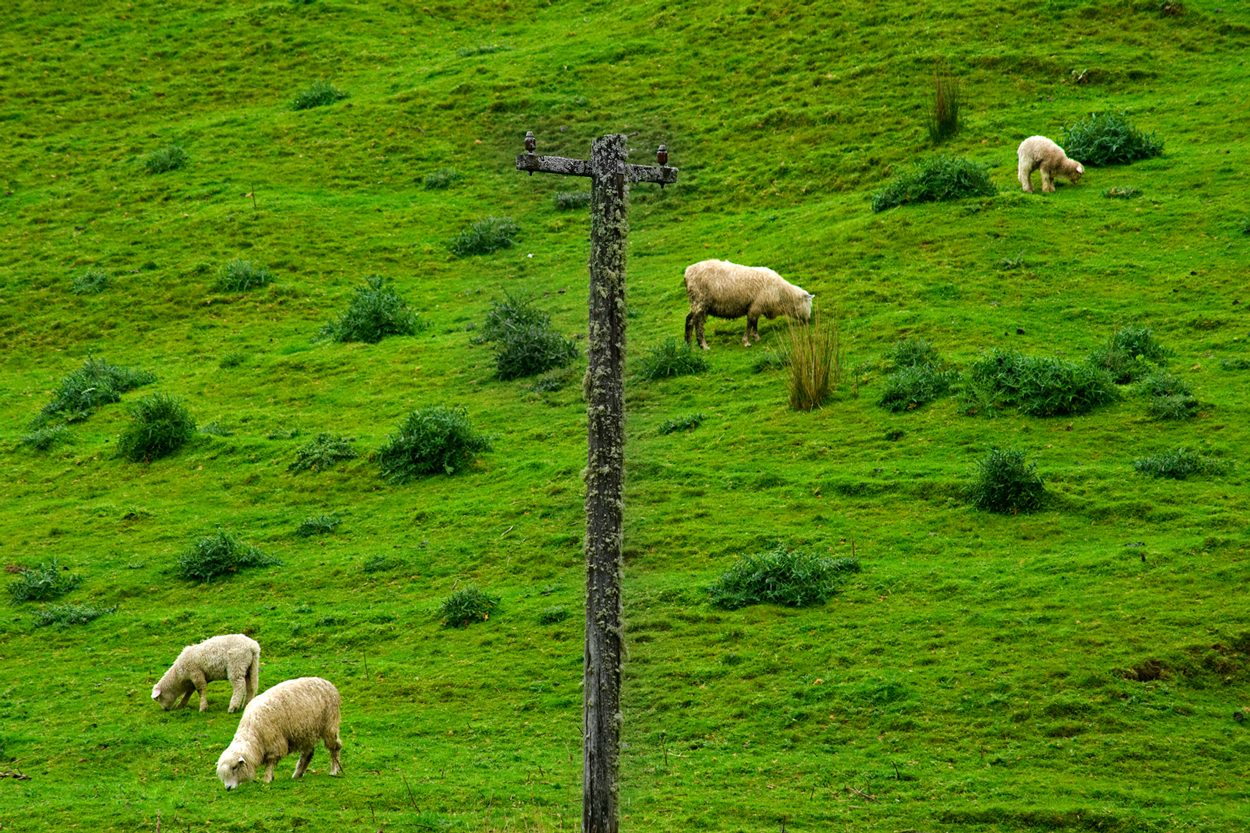 Roadside view 5: Backblocks spring