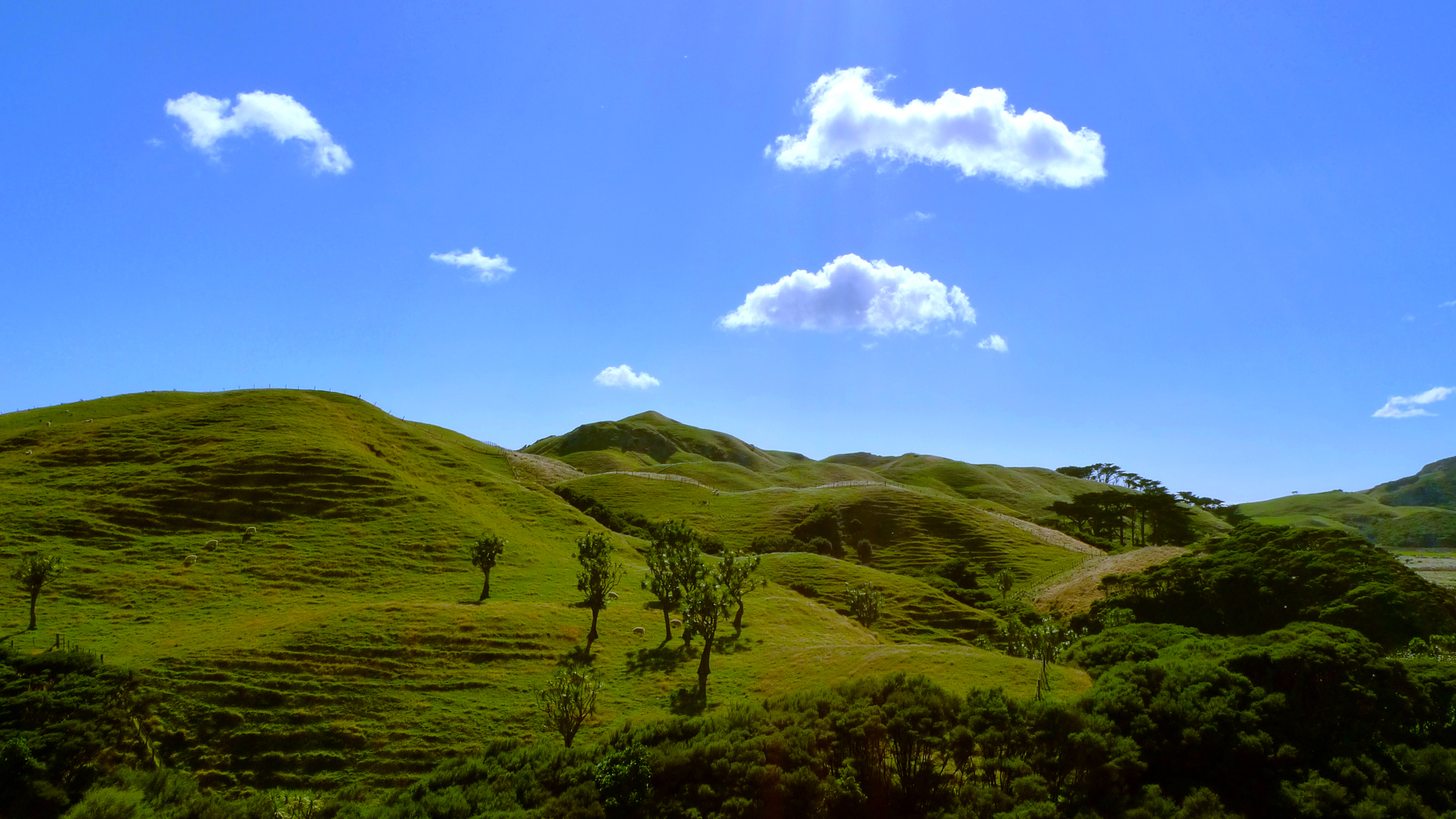 Modest Epiphanies: Wharariki Farm Park