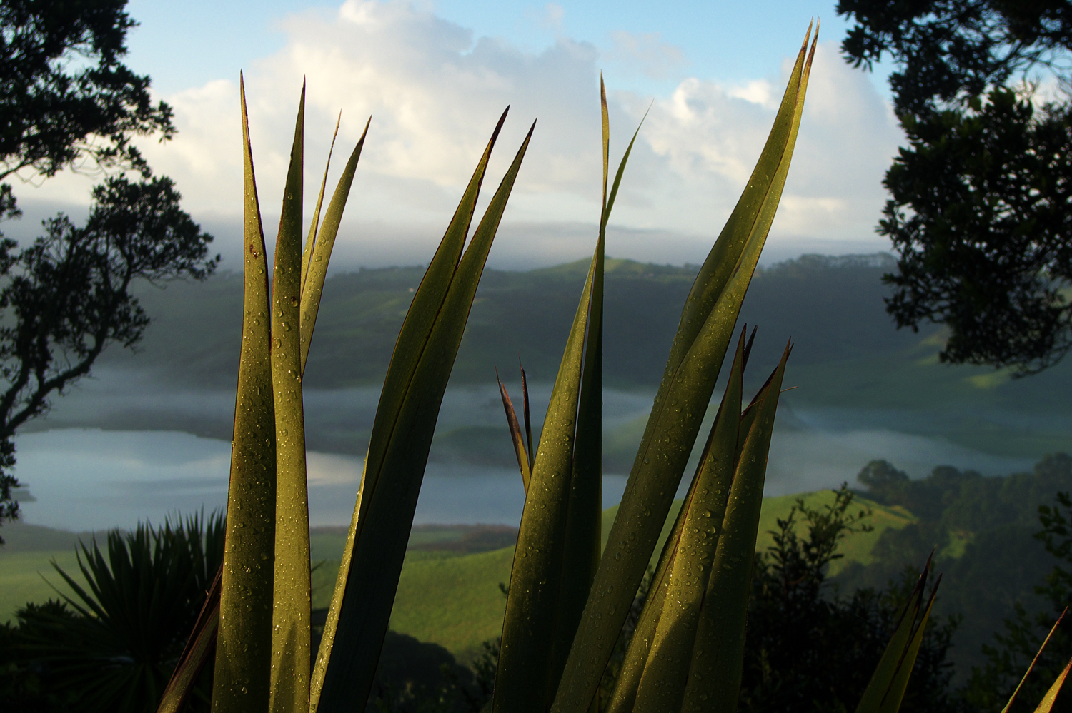 Modest Epiphanies: Early morning flax