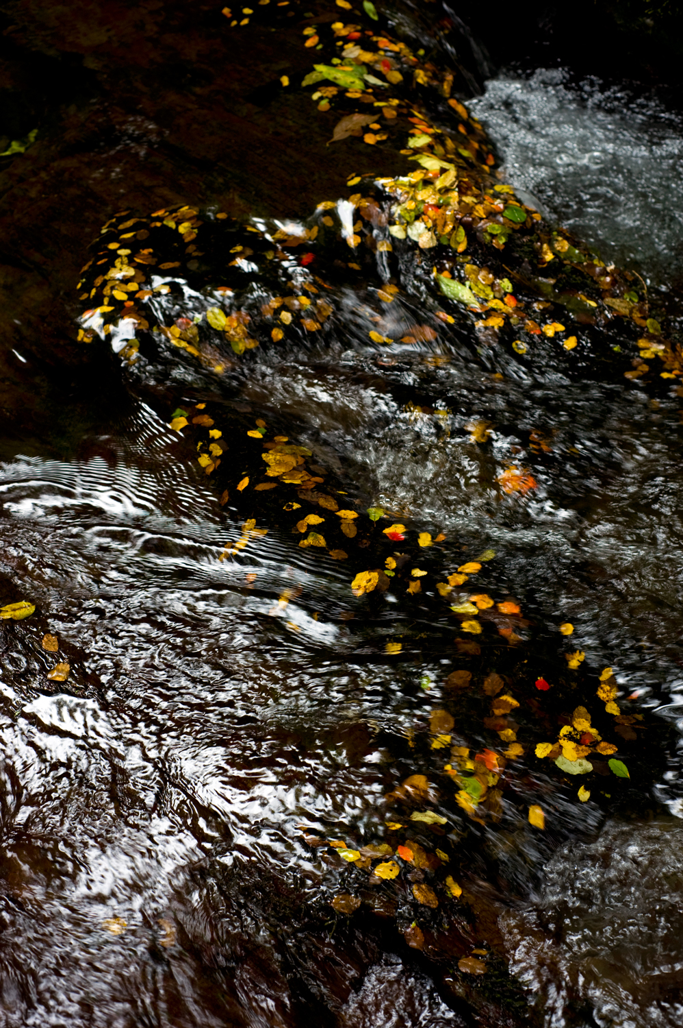 Under the beeches, Upper Maitai