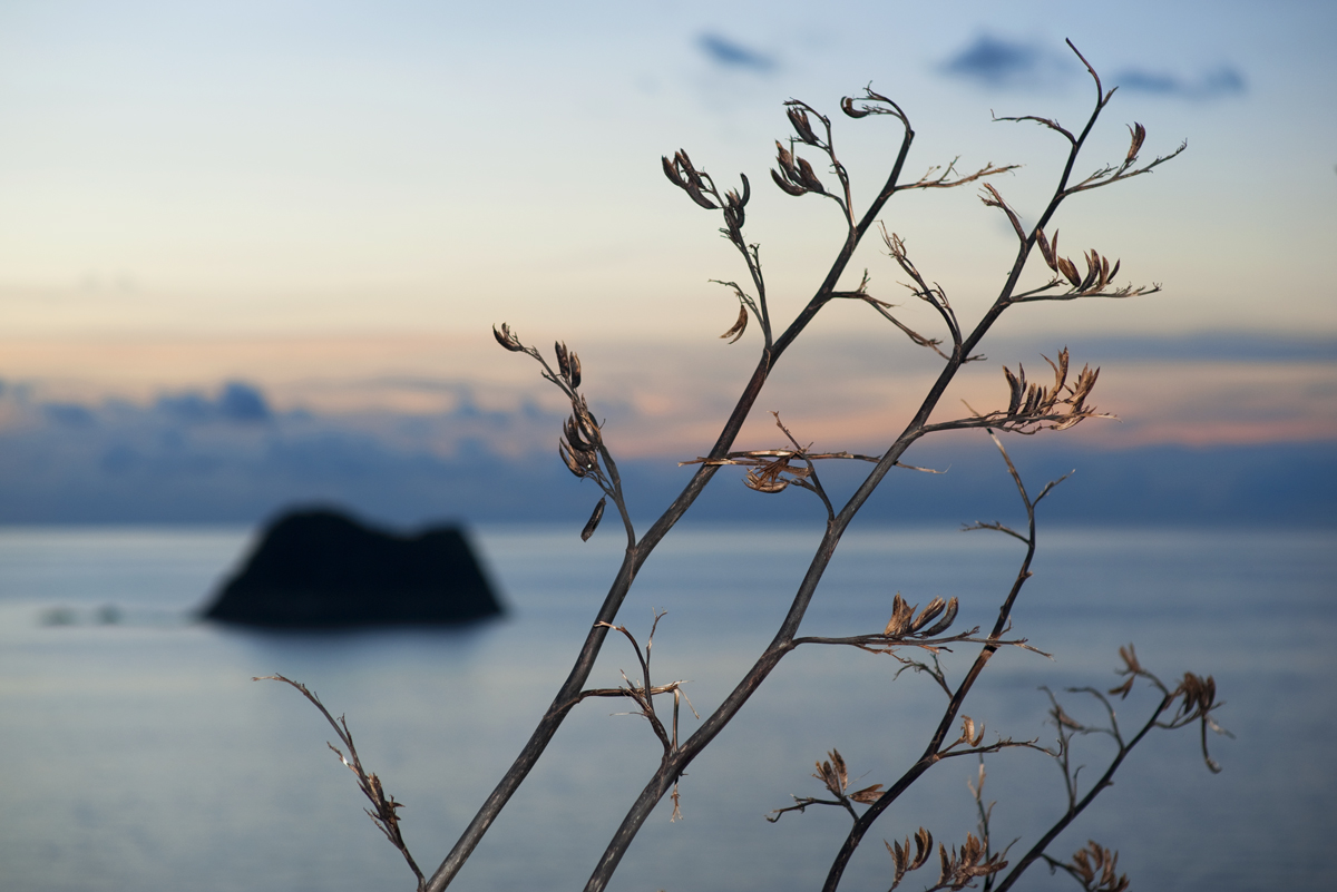 Flax flowers in twilight, Sugar Loaves