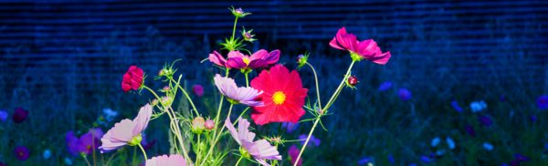 Flowers at night